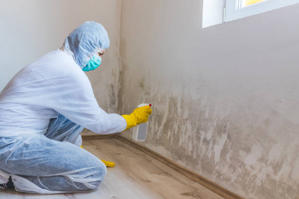 Licensed Mold Remediation service in Martinsville, IL - WQB Mold Removal